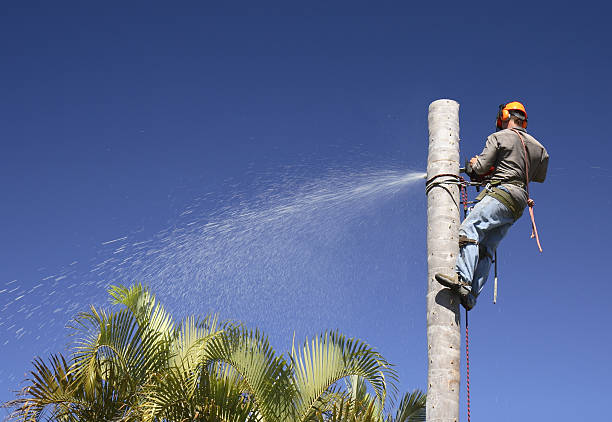 Best Tree Cabling and Bracing  in Taos, NM