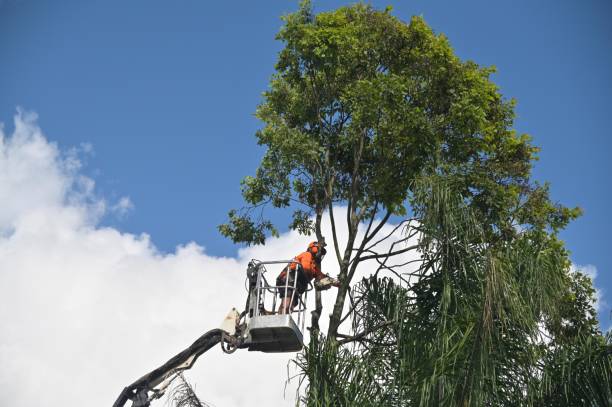 Best Tree Maintenance Programs  in Taos, NM