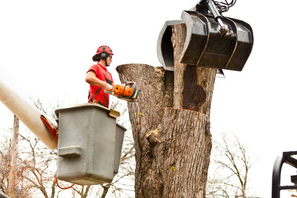 How Our Tree Care Process Works  in  Taos, NM